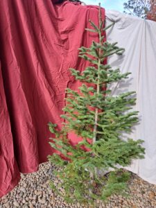 silvertip 7 foot tree